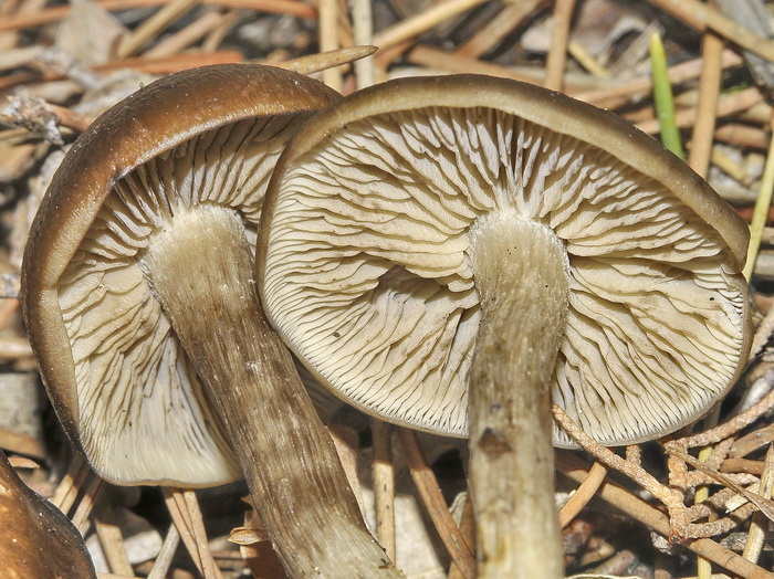 Lyophyllum sp.